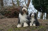 BEARDED COLLIE 445